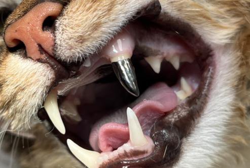 貓咪犬齒鈦合金牙冠